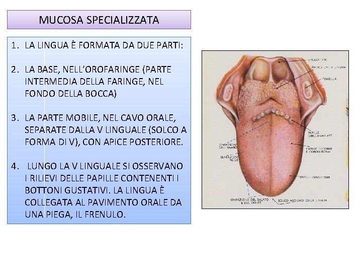 MUCOSA SPECIALIZZATA 1. LA LINGUA È FORMATA DA DUE PARTI: 2. LA BASE, NELL’OROFARINGE