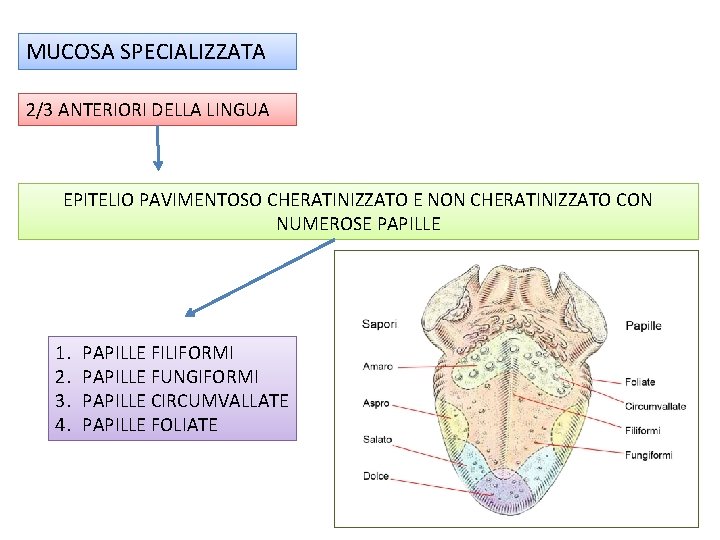 MUCOSA SPECIALIZZATA 2/3 ANTERIORI DELLA LINGUA EPITELIO PAVIMENTOSO CHERATINIZZATO E NON CHERATINIZZATO CON NUMEROSE