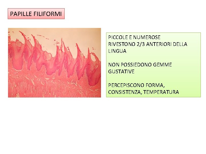 PAPILLE FILIFORMI PICCOLE E NUMEROSE RIVESTONO 2/3 ANTERIORI DELLA LINGUA NON POSSIEDONO GEMME GUSTATIVE