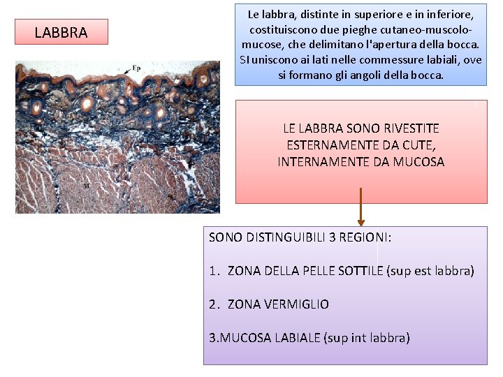 LABBRA Le labbra, distinte in superiore e in inferiore, costituiscono due pieghe cutaneo muscolo