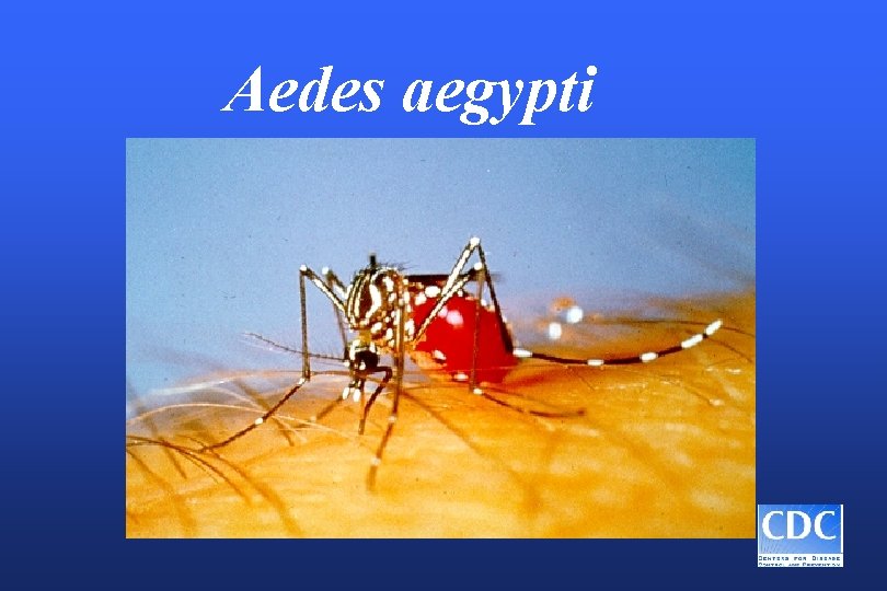Aedes aegypti 