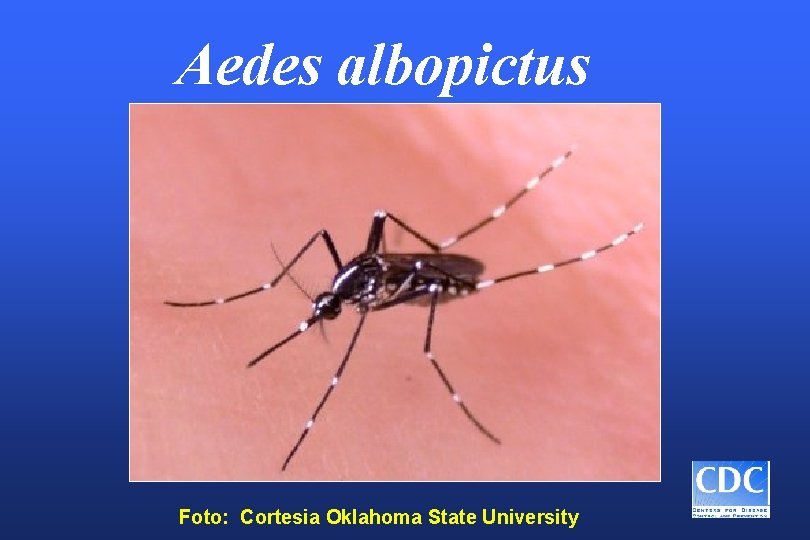 Aedes albopictus Foto: Cortesia Oklahoma State University 