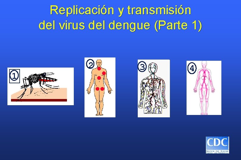 Replicación y transmisión del virus del dengue (Parte 1) 1 2 3 4 