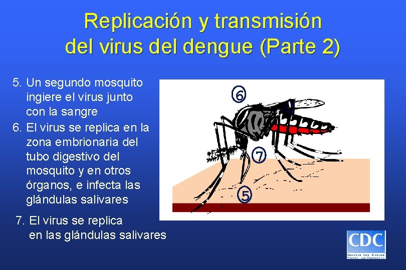 Replicación y transmisión del virus del dengue (Parte 2) 5. Un segundo mosquito ingiere