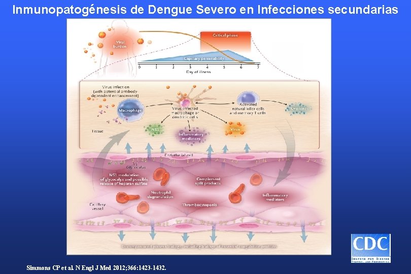 Inmunopatogénesis de Dengue Severo en Infecciones secundarias Simmons CP et al. N Engl J