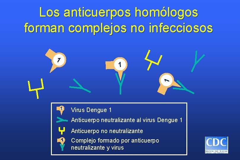 Los anticuerpos homólogos forman complejos no infecciosos 1 1 Virus Dengue 1 Anticuerpo neutralizante