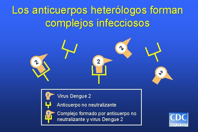 2 Los anticuerpos heterólogos forman complejos infecciosos 2 2 Virus Dengue 2 Anticuerpo no