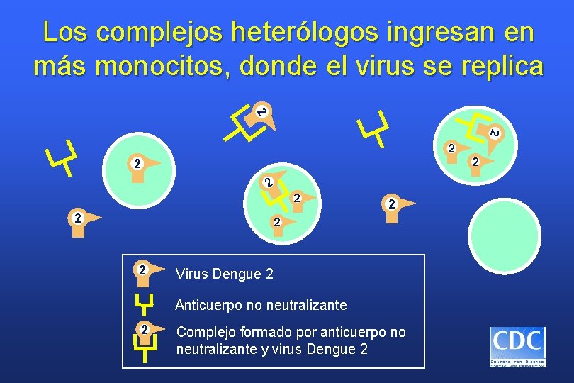 Los complejos heterólogos ingresan en más monocitos, donde el virus se replica 2 2