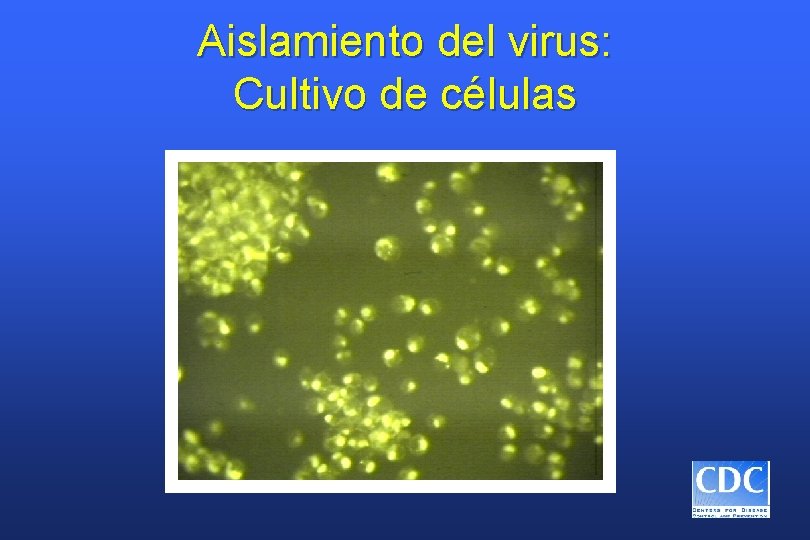 Aislamiento del virus: Cultivo de células 