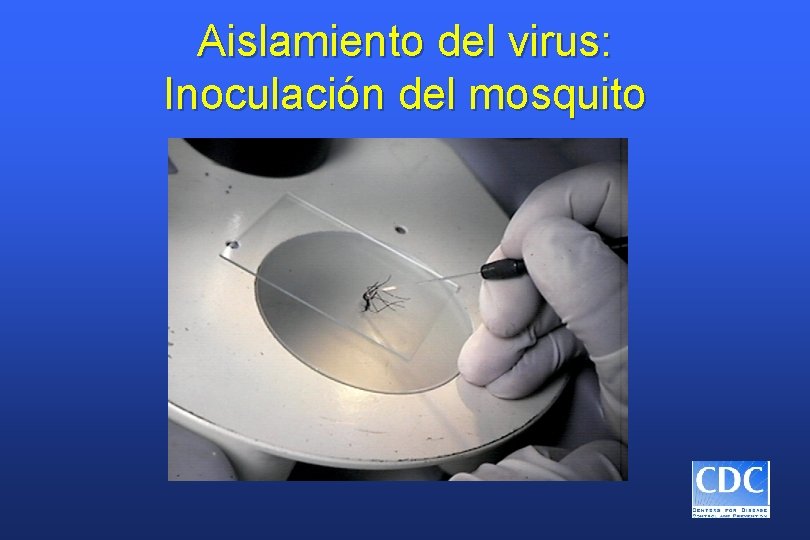 Aislamiento del virus: Inoculación del mosquito 