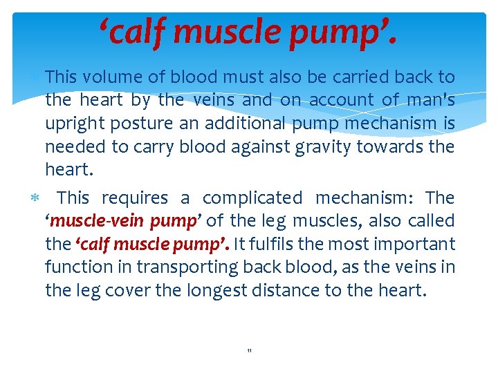 ‘calf muscle pump’. This volume of blood must also be carried back to the