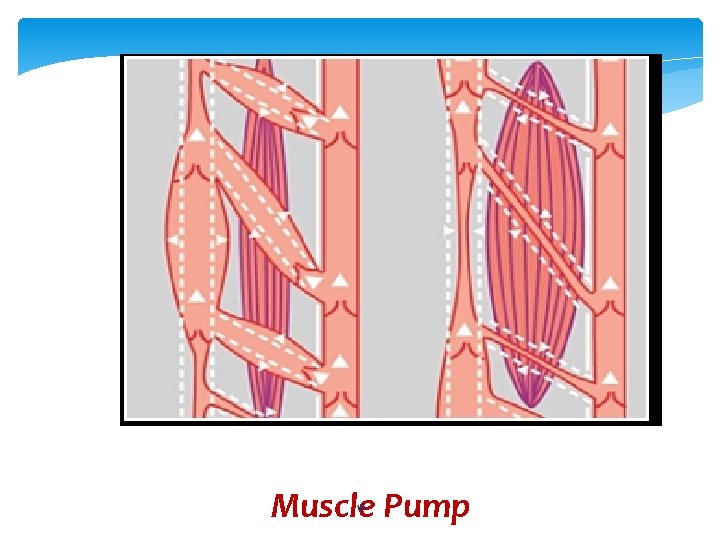 Muscle Pump 16 