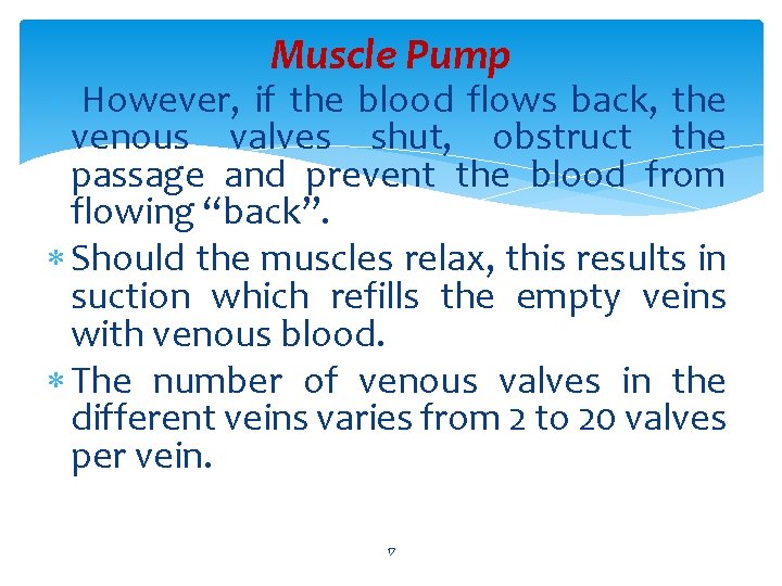 Muscle Pump However, if the blood flows back, the venous valves shut, obstruct the