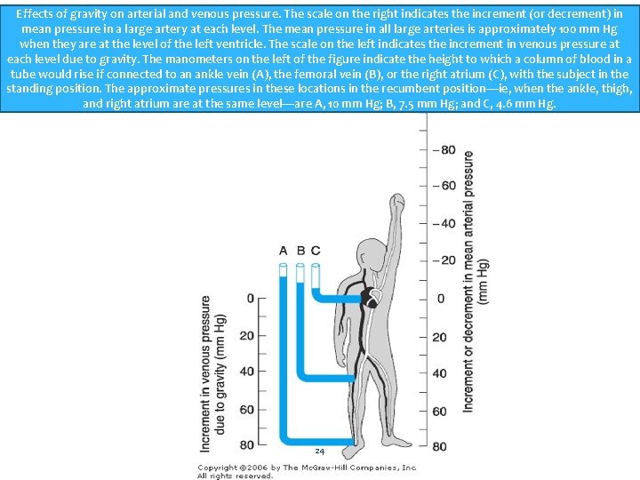 Effects of gravity on arterial and venous pressure. The scale on the right indicates