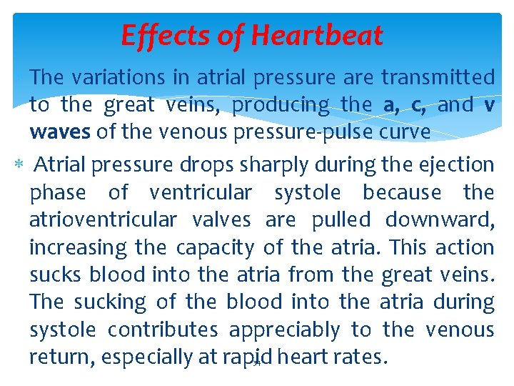 Effects of Heartbeat The variations in atrial pressure are transmitted to the great veins,