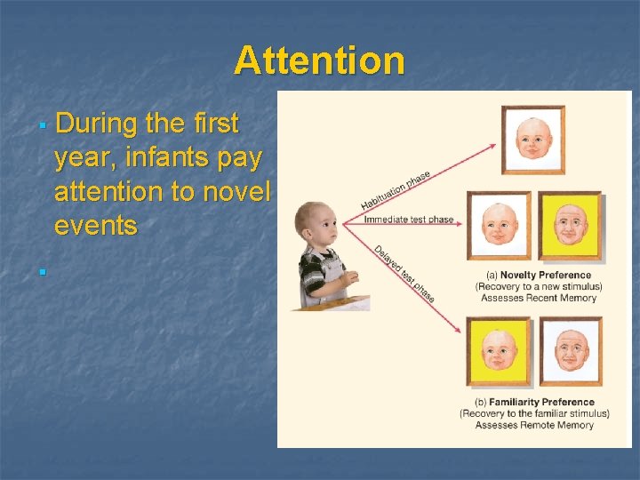 Attention § During the first year, infants pay attention to novel events § ©