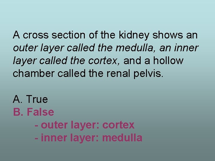 A cross section of the kidney shows an outer layer called the medulla, an