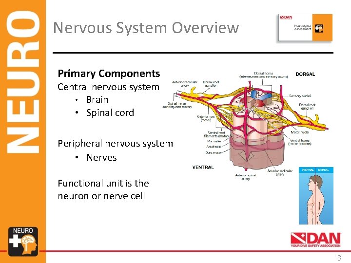 Nervous System Overview Primary Components Central nervous system • Brain • Spinal cord Peripheral Nervous System Overview Primary Components Central nervous system • Brain • Spinal cord Peripheral