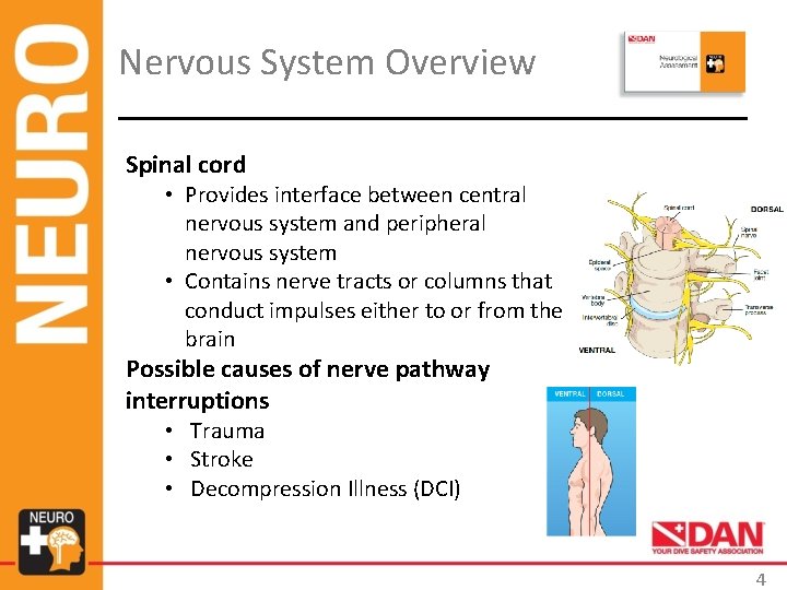 Nervous System Overview Spinal cord • Provides interface between central nervous system and peripheral Nervous System Overview Spinal cord • Provides interface between central nervous system and peripheral