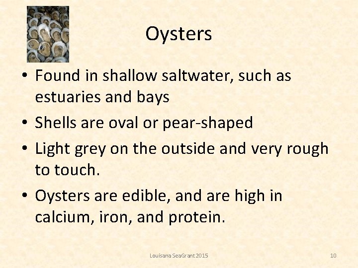 Oysters • Found in shallow saltwater, such as estuaries and bays • Shells are