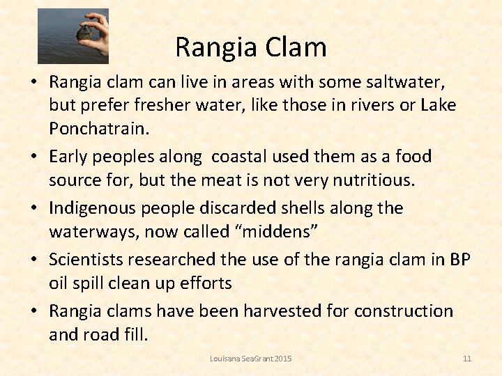 Rangia Clam • Rangia clam can live in areas with some saltwater, but prefer