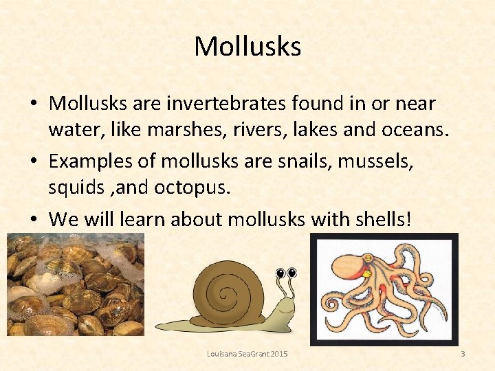 Mollusks • Mollusks are invertebrates found in or near water, like marshes, rivers, lakes