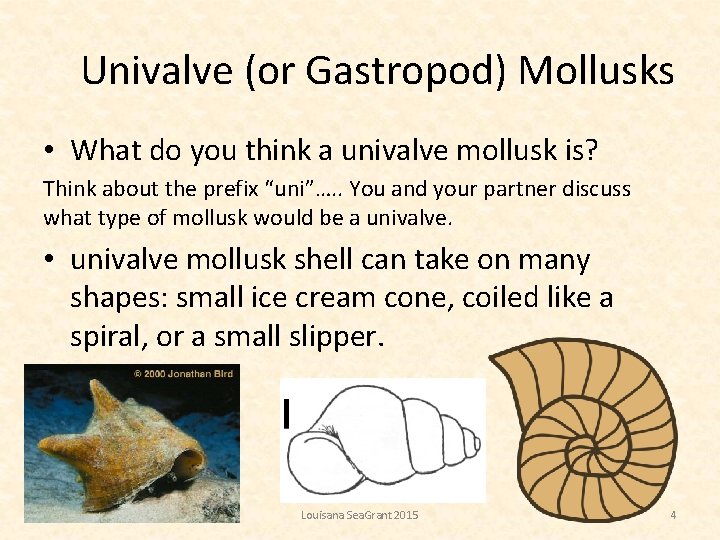 Univalve (or Gastropod) Mollusks • What do you think a univalve mollusk is? Think