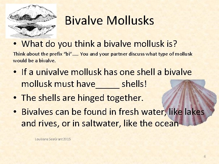 Bivalve Mollusks • What do you think a bivalve mollusk is? Think about the
