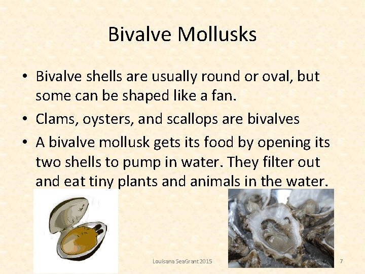 Bivalve Mollusks • Bivalve shells are usually round or oval, but some can be