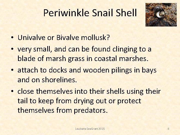 Periwinkle Snail Shell • Univalve or Bivalve mollusk? • very small, and can be