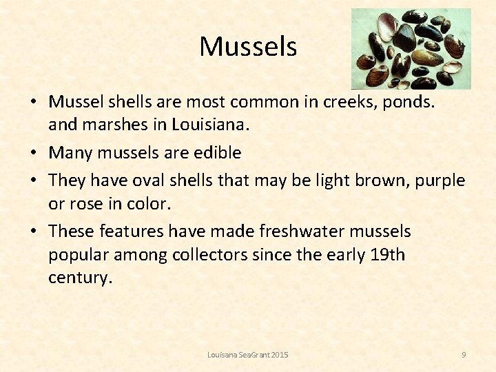 Mussels • Mussel shells are most common in creeks, ponds. and marshes in Louisiana.
