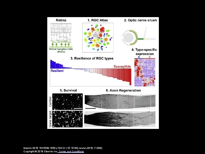 Neuron 2019 1041039 -1055. e 12 DOI: (10. 1016/j. neuron. 2019. 11. 006) Copyright
