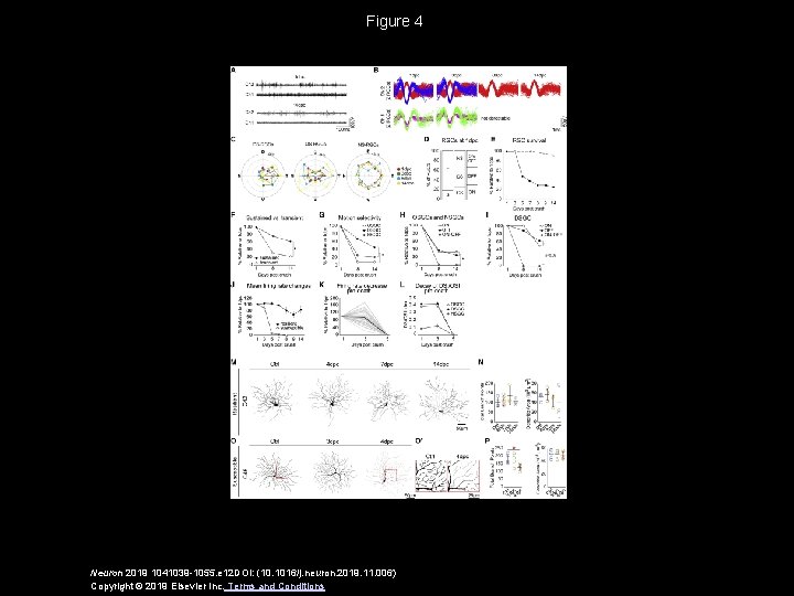 Figure 4 Neuron 2019 1041039 -1055. e 12 DOI: (10. 1016/j. neuron. 2019. 11.