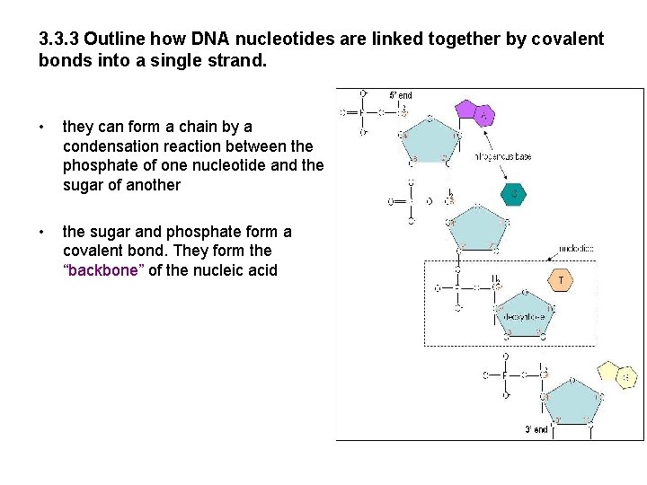 3. 3. 3 Outline how DNA nucleotides are linked together by covalent bonds into 3. 3. 3 Outline how DNA nucleotides are linked together by covalent bonds into