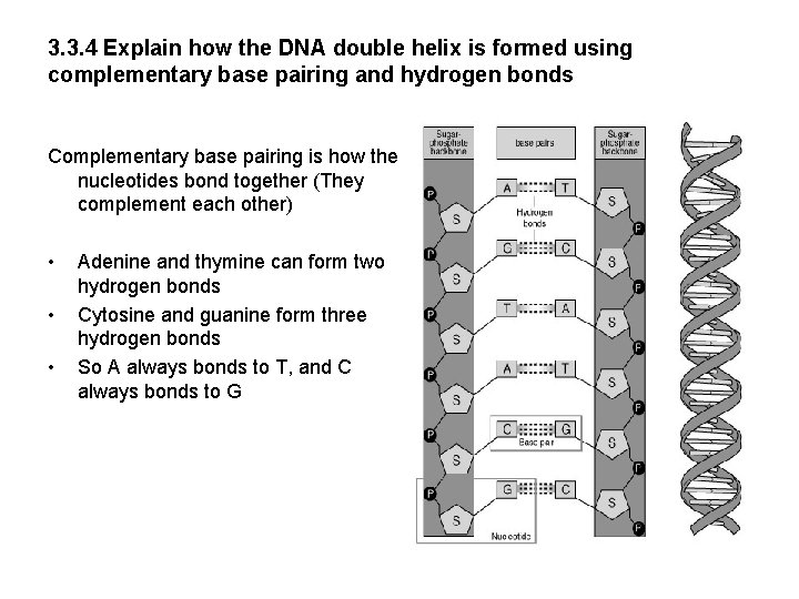 3. 3. 4 Explain how the DNA double helix is formed using complementary base 3. 3. 4 Explain how the DNA double helix is formed using complementary base
