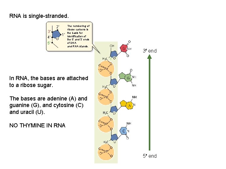 RNA is single-stranded. 2′ 3′ 4′ 1′ 5′ The numbering of ribose carbons is RNA is single-stranded. 2′ 3′ 4′ 1′ 5′ The numbering of ribose carbons is