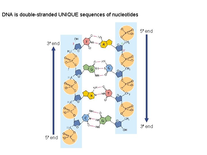 DNA is double-stranded UNIQUE sequences of nucleotides 5¢ end 3¢ end 5¢ end DNA is double-stranded UNIQUE sequences of nucleotides 5¢ end 3¢ end 5¢ end