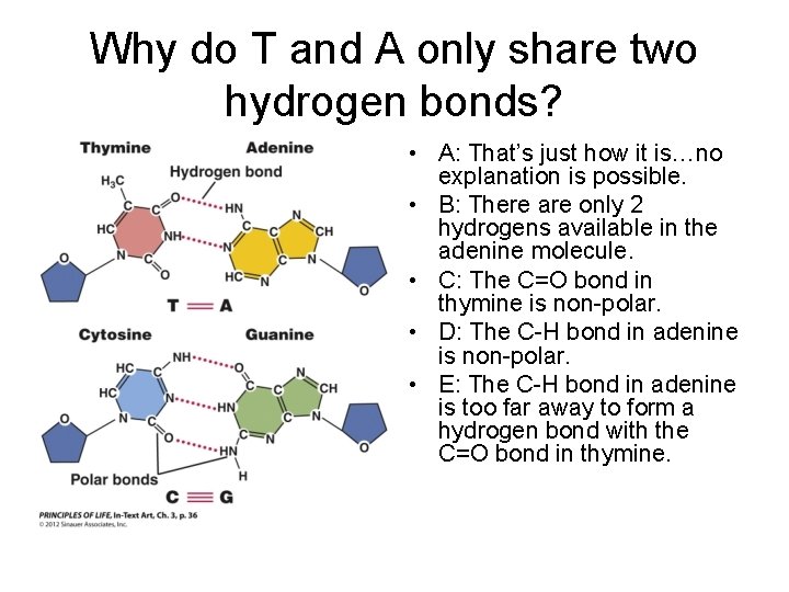 Why do T and A only share two hydrogen bonds? • A: That’s just Why do T and A only share two hydrogen bonds? • A: That’s just
