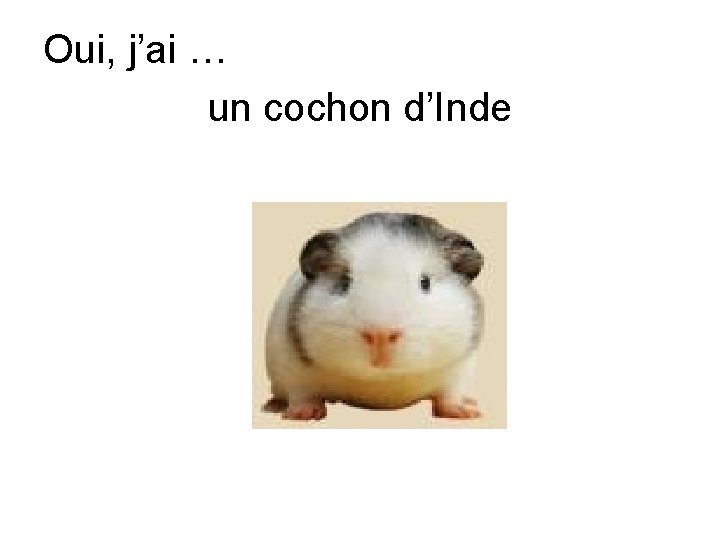 Oui, j’ai … un cochon d’Inde 