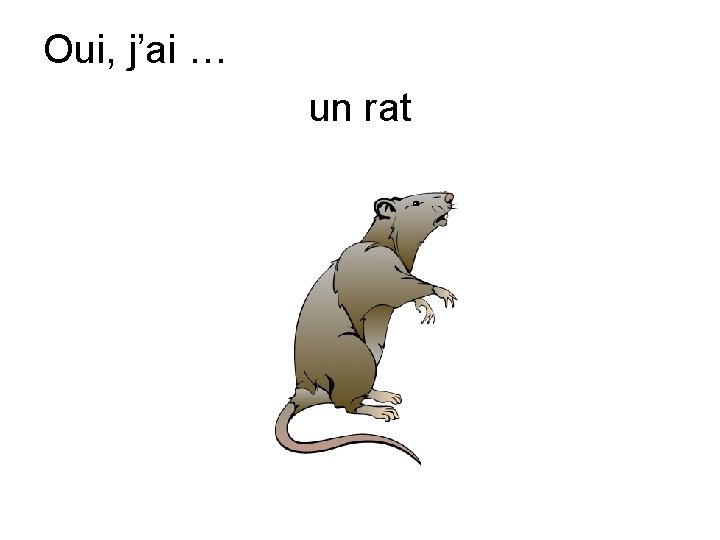 Oui, j’ai … un rat 