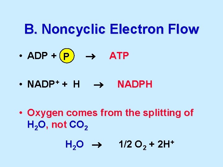 B. Noncyclic Electron Flow • ADP + P • NADP+ + H ATP NADPH