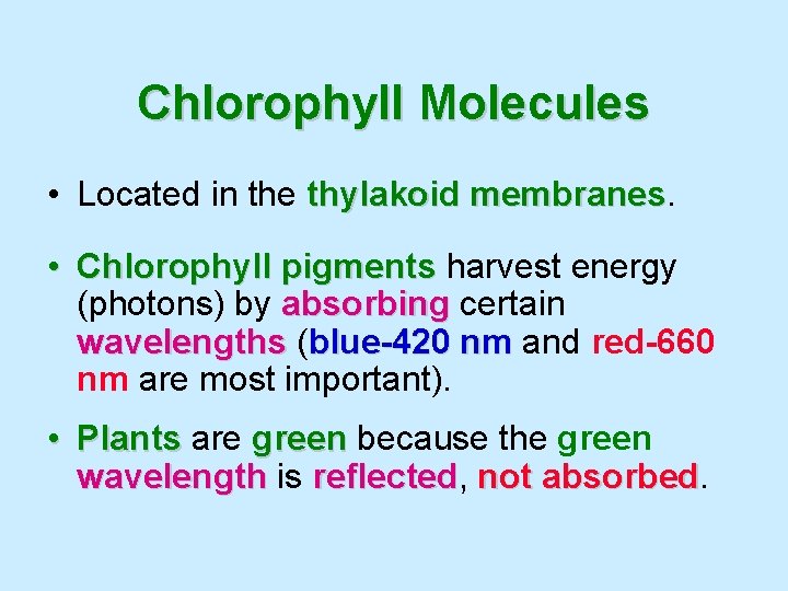 Chlorophyll Molecules • Located in the thylakoid membranes • Chlorophyll pigments harvest energy (photons)