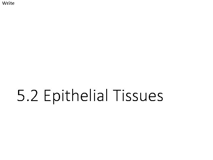Write 5. 2 Epithelial Tissues 