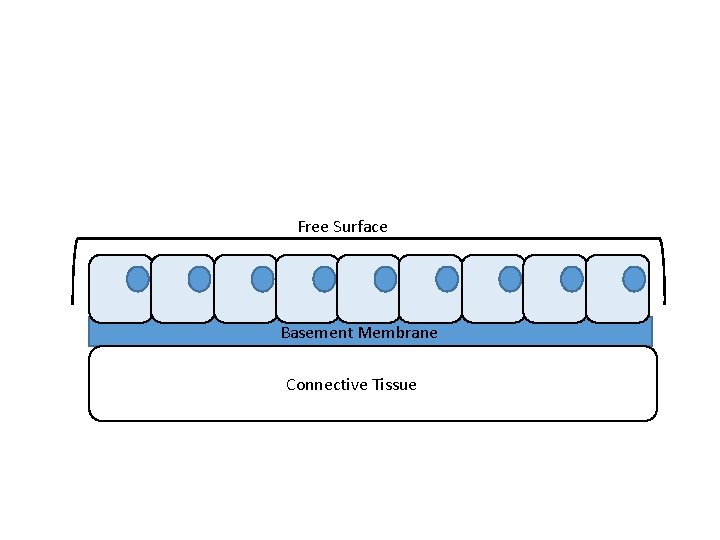 Free Surface Basement Membrane Connective Tissue 