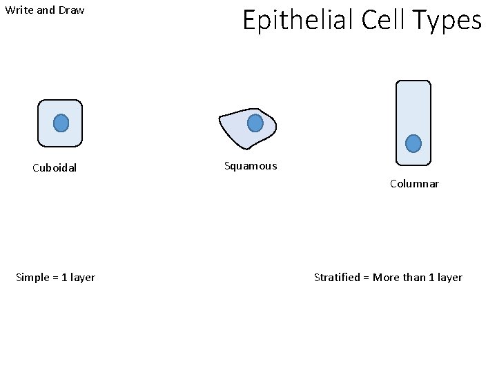 Write and Draw Cuboidal Epithelial Cell Types Squamous Columnar Simple = 1 layer Stratified
