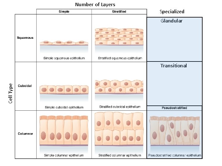 Number of Layers Specialized Glandular Cell Type Transitional 