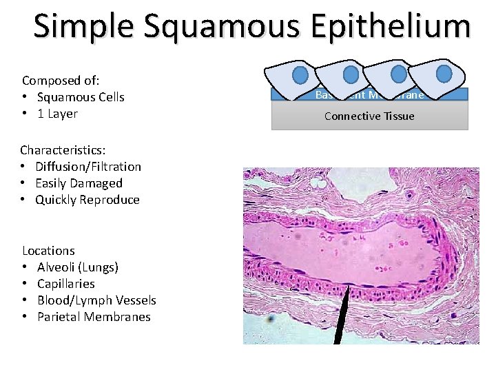 Simple Squamous Epithelium Composed of: • Squamous Cells • 1 Layer Characteristics: • Diffusion/Filtration