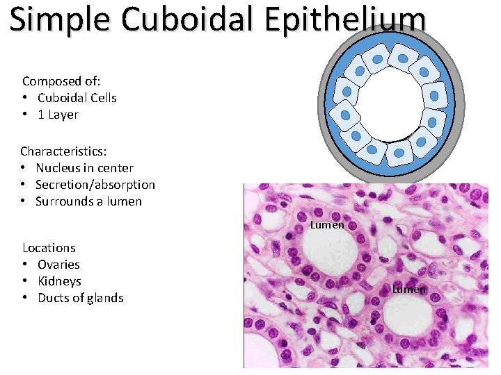 Simple Cuboidal Epithelium Composed of: • Cuboidal Cells • 1 Layer Characteristics: • Nucleus