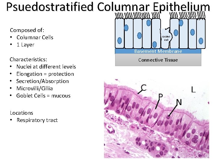 Psuedostratified Columnar Epithelium Composed of: • Columnar Cells • 1 Layer Characteristics: • Nuclei