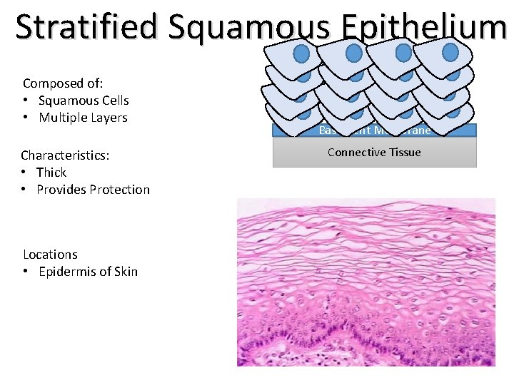 Stratified Squamous Epithelium Composed of: • Squamous Cells • Multiple Layers Characteristics: • Thick